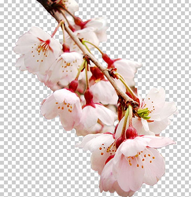 Igor Sikorsky Kyiv Polytechnic Institute Weather Winter Rain Spring PNG, Clipart, Branch, Cherry Blossom, Cicekler, Cut Flowers, Daytime Free PNG Download