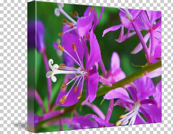 Lilac Violet Purple Flower Shrub PNG, Clipart, Family, Flora, Flower, Flowering Plant, Lavender Free PNG Download