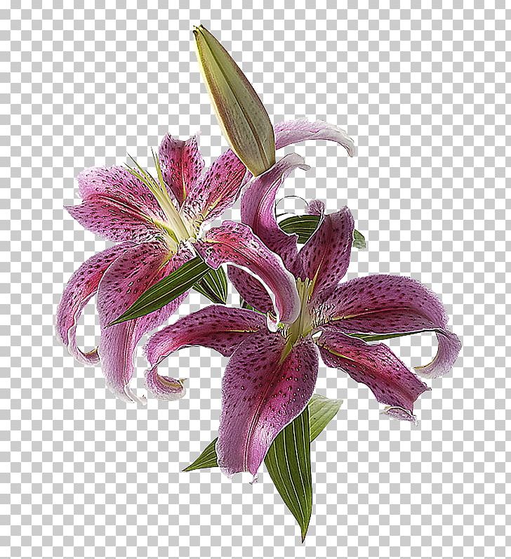 Lilium The Tulip: The Story Of A Flower That Has Made Men Mad PNG, Clipart, Clip Art, Flower, Lilium, Made Men, Story Free PNG Download