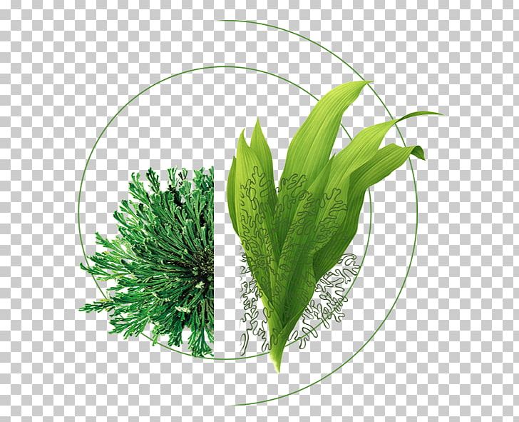 Seaweed Leaf Aquatic Plant PNG, Clipart, Aquarium Decor, Decorative, Elements, Flowerpot, Food Drinks Free PNG Download