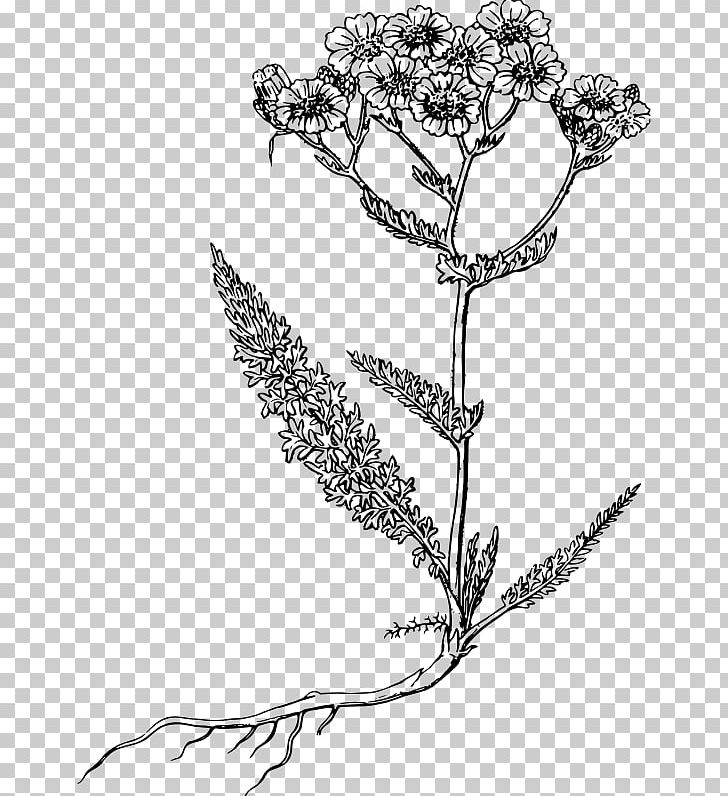 Yarrow Computer Icons PNG, Clipart, Black And White, Branch, Clip Art, Computer Icons, Drawing Free PNG Download