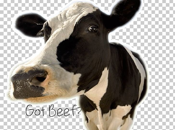 Beef Cattle Sales Chaos: Using Agility Selling To Think And Sell Differently AGRI-SERVICE MONTÉRÉGIE Meat PNG, Clipart, Agriculture, Beef, Beef Cattle, Business, Calf Free PNG Download