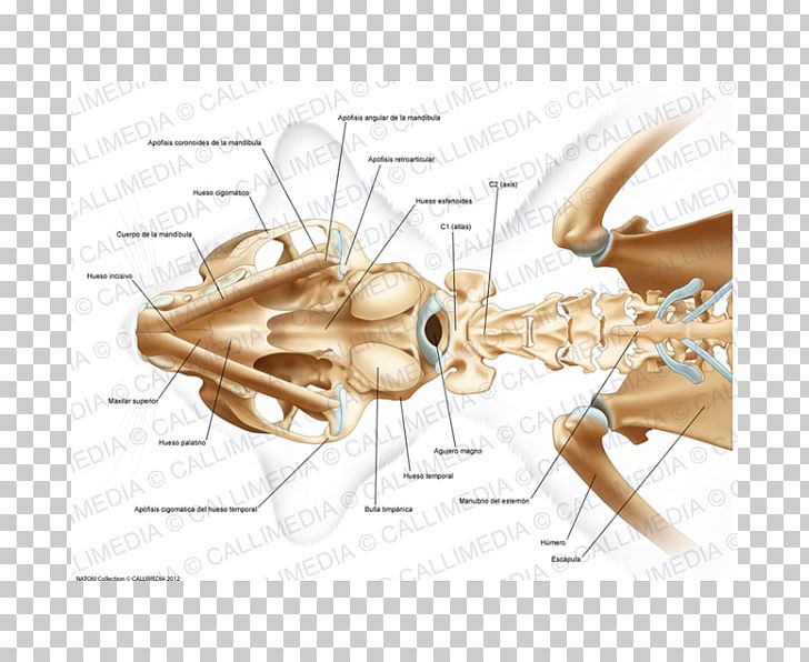 Temporal Bone Head And Neck Anatomy PNG, Clipart, Anatomy, Ant, Arm, Arthropod, Bone Free PNG Download