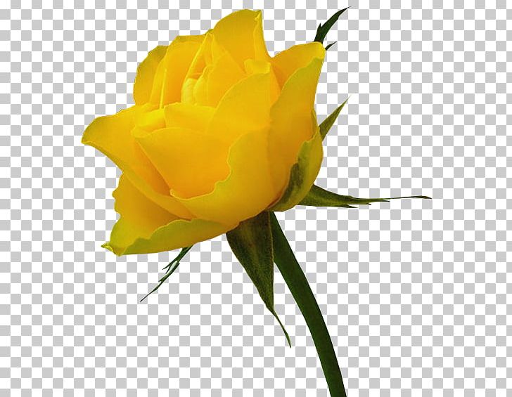 Rose Yellow PNG, Clipart, Bud, Computer Wallpaper, Cut Flowers, Floribunda, Floristry Free PNG Download