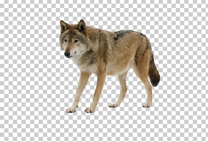 Saarloos Wolfdog Gray Wolf Jackal Zazzle Business Cards PNG, Clipart, Art, Business, Business Cards, Canis Lupus Tundrarum, Carnivoran Free PNG Download