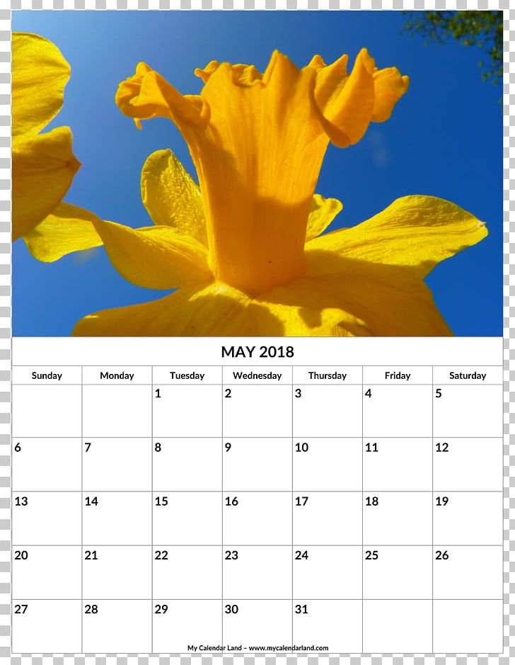 Calendar Wild Daffodil Petal Birth Flower PNG, Clipart,  Free PNG Download