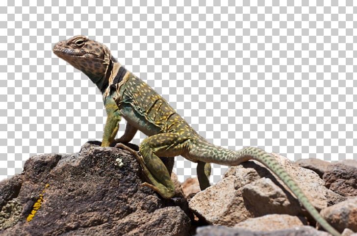 Common Collared Lizard Desktop Reptile Green Iguana PNG, Clipart, Agama, Agamidae, Animals, Bearded Dragon, Central Bearded Dragon Free PNG Download