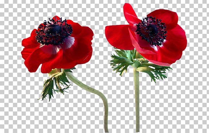 Poppy Flower PNG, Clipart, Anemone, Artificial Flower, Blume, Clip Art, Common Poppy Free PNG Download