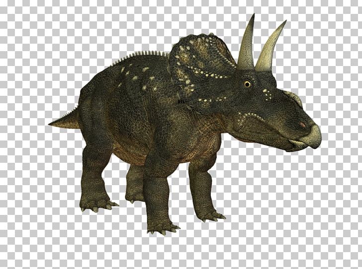 Triceratops Nedoceratops Tyrannosaurus Velociraptor Monoclonius PNG, Clipart, Animal Figure, Ceratopsia, Ceratopsidae, Dinosaur, Extinction Free PNG Download