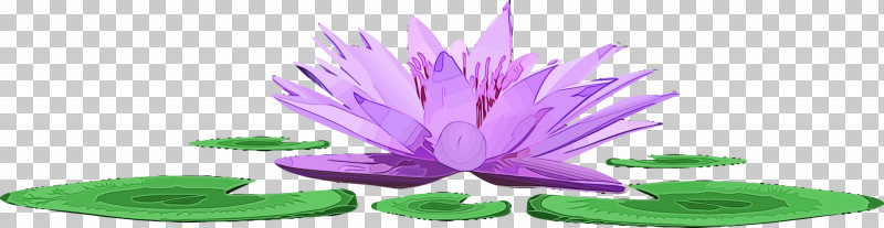 Purple Petal Flower Violet Plant PNG, Clipart, Aquatic Plant, Flower, Lotus, Lotus Family, Paint Free PNG Download