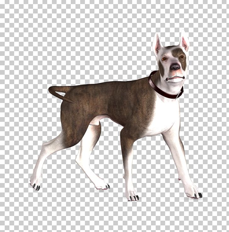 Boston Terrier Great Dane Bull Terrier English White Terrier Rottweiler PNG, Clipart, 3d Computer Graphics, Animal, Animals, Boston Terrier, Bull Terrier Free PNG Download