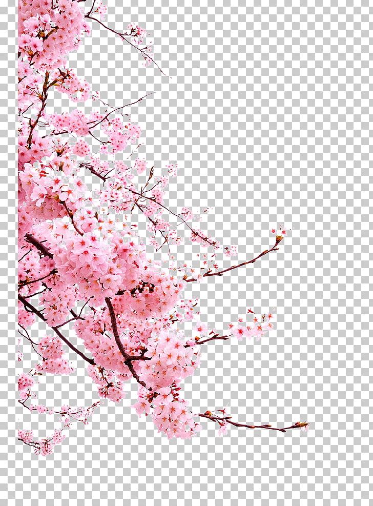 Cherry Blossom Flower PNG, Clipart, Blossom, Branch, Cerasus, Cherry, Cherry Blossom Free PNG Download