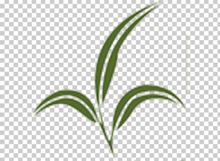 Grasses Leaf Plant Stem Line PNG, Clipart, Branch, Family, Final, Grass, Grasses Free PNG Download