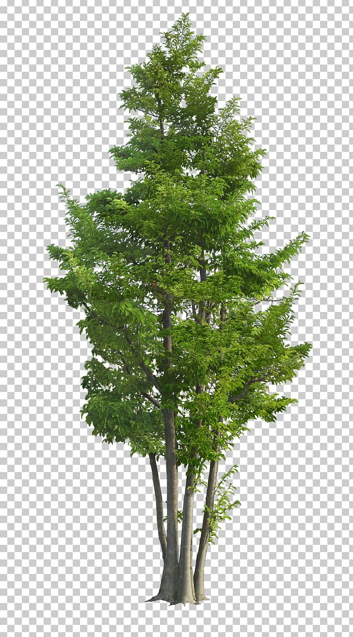 Ilex Rotunda Tree Landscape Garden Green PNG, Clipart, Bonsai, Branch, Christmas Tree, Coni, Family Tree Free PNG Download
