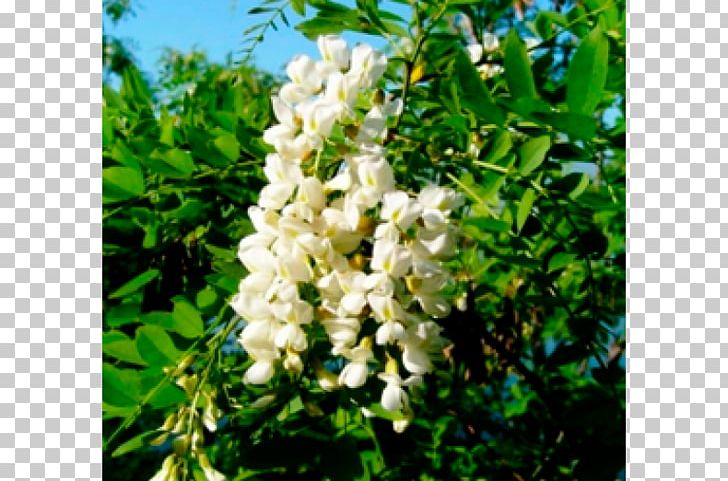 Styphnolobium Japonicum Sophora Pachycarpa Plant Adaptogen PNG, Clipart, Adaptogen, Cream, Description, Flower, Food Drinks Free PNG Download