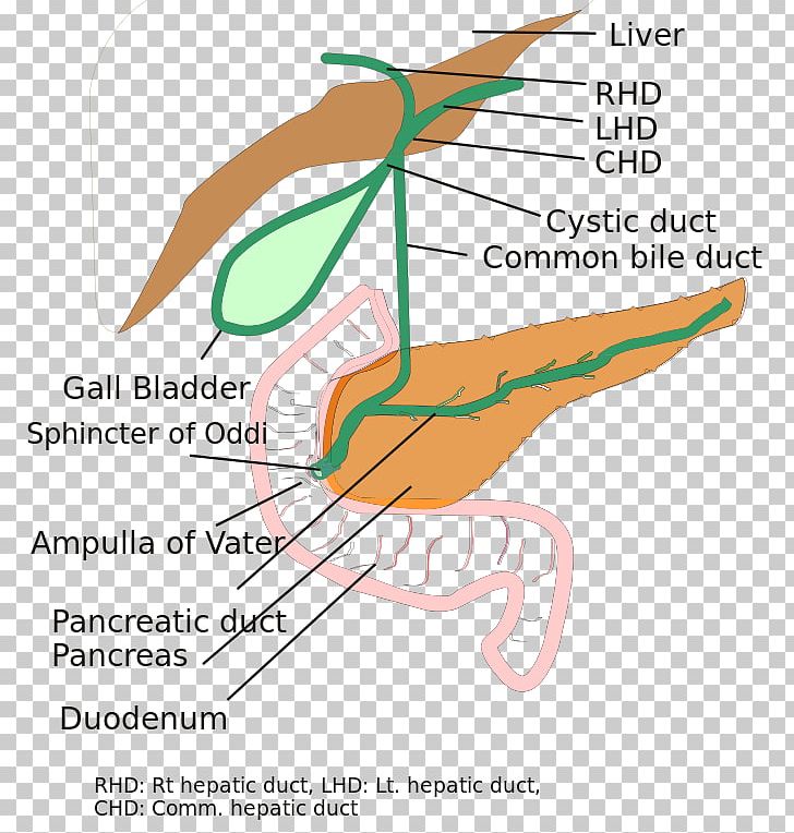 Biliary Tract Biliary Atresia Bile Duct Common Hepatic Duct PNG, Clipart, Angle, Area, Atresia, Beak, Bile Free PNG Download