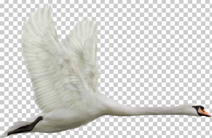 Bird Parrot Black Swan Airplane Tundra Swan PNG, Clipart, Airplane, Animals, Beak, Bird, Black Swan Free PNG Download