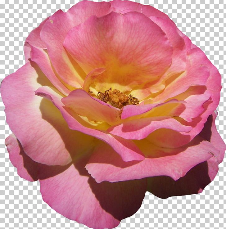 Floribunda Garden Roses Cabbage Rose French Rose Pink PNG, Clipart, Art, China Rose, Floribunda, Flower, Flowering Plant Free PNG Download