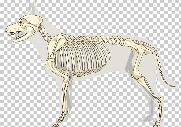 Italian Greyhound Osteosarcoma Joint Skeleton Bone PNG, Clipart, Anatomy, Appendicular Skeleton, Bone, Carnivoran, Distal Free PNG Download