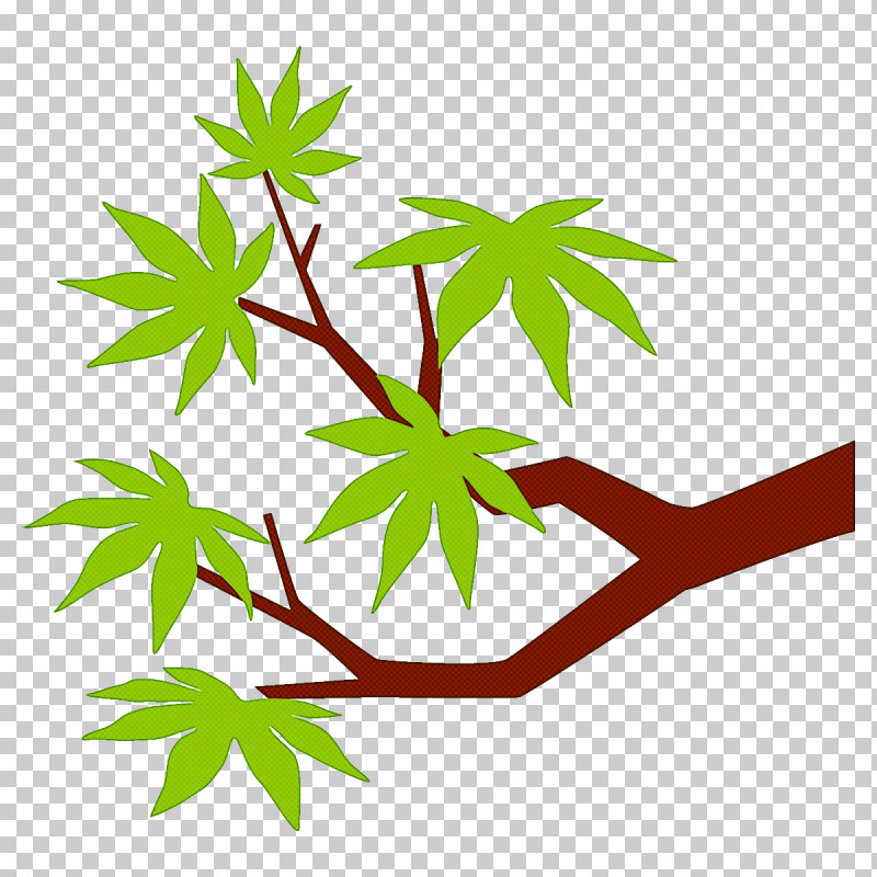 Maple Branch Maple Leaves Maple Tree PNG, Clipart, Branch, Flower, Hemp Family, Leaf, Maple Branch Free PNG Download