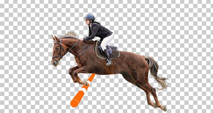 Hunt Seat Stallion Rein Dressage Horse PNG, Clipart, Animals, Animal Sports, Bit, Bridle, English Riding Free PNG Download