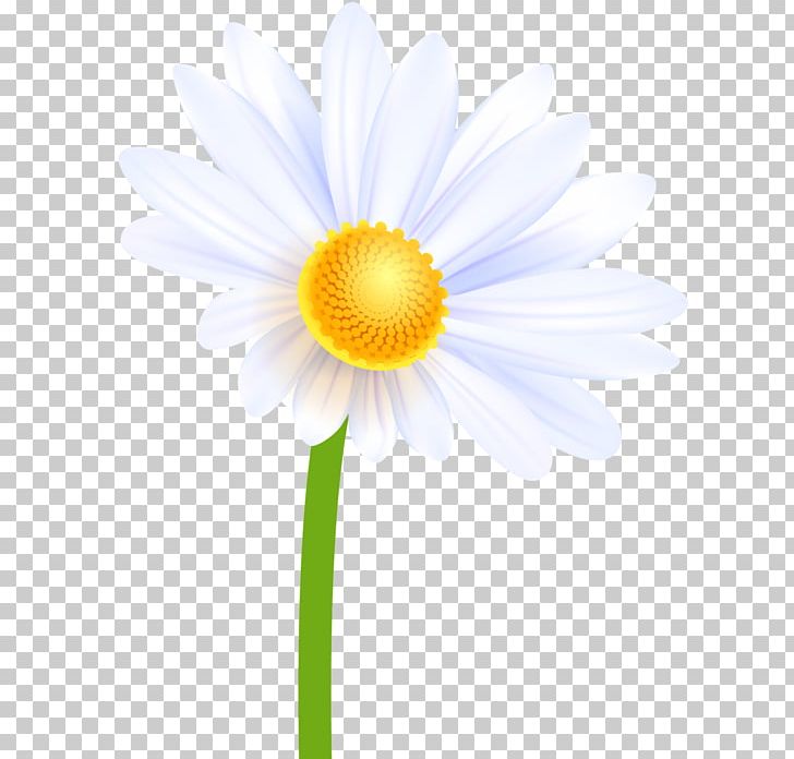 Oxeye Daisy Petal Transvaal Daisy Aster Annual Plant PNG, Clipart, Annual Plant, Aster, Closeup, Computer, Computer Wallpaper Free PNG Download