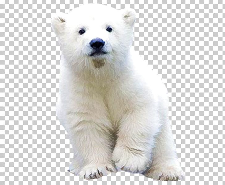 Polar Bear Arctic Brown Bear PNG, Clipart, Animals, Arctic, Bear, Brown Bear, Carnivoran Free PNG Download