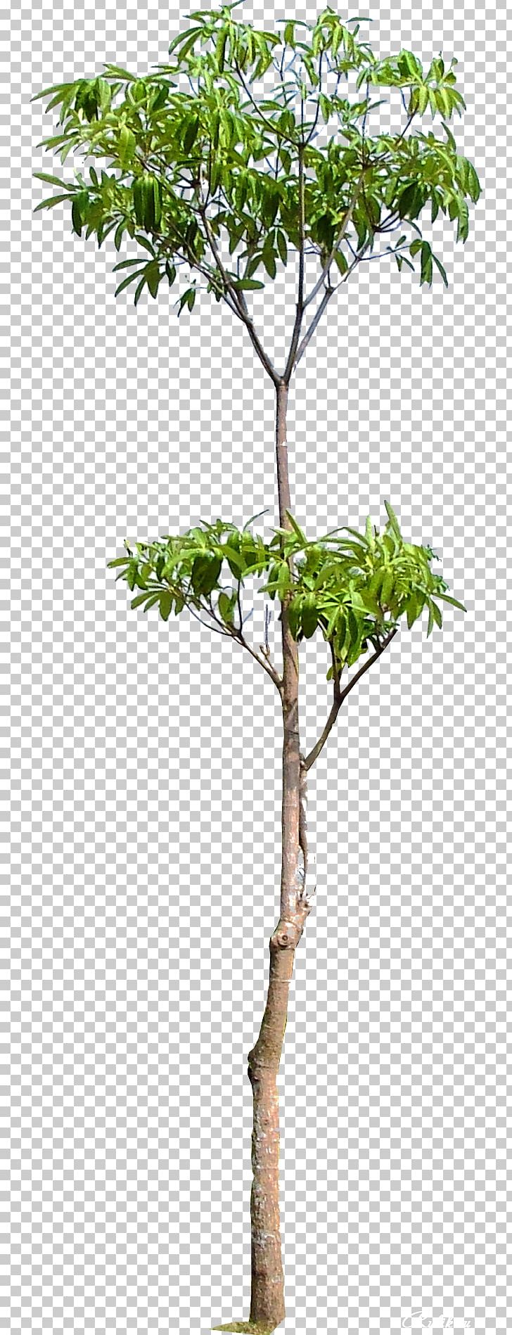 Tree Branch Woody Plant Trunk PNG, Clipart, Arboles, Branch, Family Tree, Flower, Flowerpot Free PNG Download