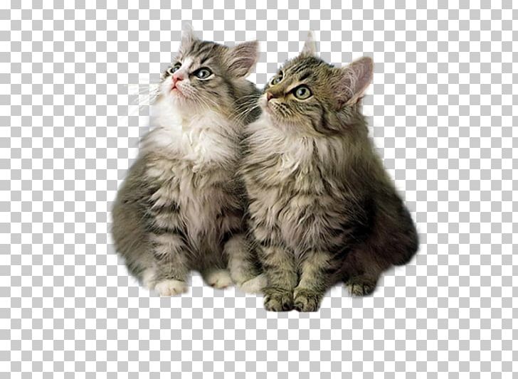 Kitten Maine Coon High-definition Television PNG, Clipart, 720p, America, Animals, Carnivoran, Cat Like Mammal Free PNG Download