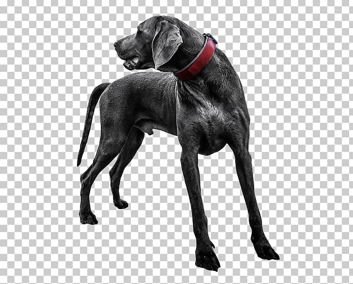 Labrador Retriever Great Dane St. Bernard Weimaraner PNG, Clipart, Animal, Animals, Carnivoran, Dog, Dog Breed Free PNG Download