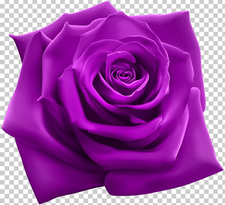 Rose Purple Pink PNG, Clipart, Art, Blue Rose, Color, Cut Flowers, Drawing Free PNG Download
