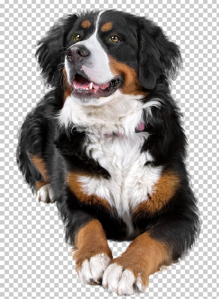 Bernese Mountain Dog Dog Breed Greater Swiss Mountain Dog Companion Dog PNG, Clipart, Bedroom, Bernese Mountain Dog, Breed, Carnivoran, Compa Free PNG Download