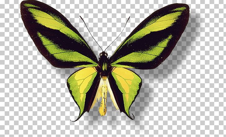 Brush-footed Butterflies Butterfly Pieridae Insect Gossamer-winged Butterflies PNG, Clipart, Arthropod, Brush Footed Butterfly, Butterflies And Moths, Butterfly, Insect Free PNG Download