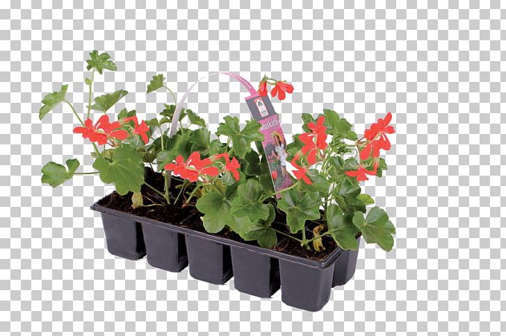 Ivy Geranium Houseplant Flowerpot Annual Plant PNG, Clipart, Annual Plant, Flower, Flowering Plant, Flowerpot, Geraniaceae Free PNG Download