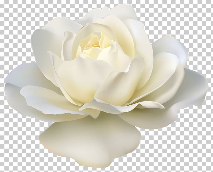 Rose White PNG, Clipart, Beautiful, Bud, Clip Art, Clipart, Color Free PNG Download