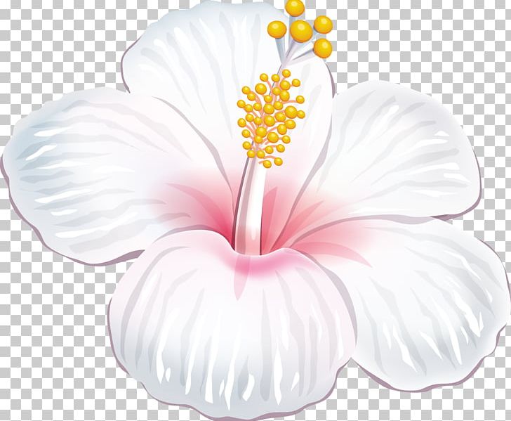 Shoeblackplant Graphics Illustration PNG, Clipart, Drawing, Encapsulated Postscript, Flower, Flowering Plant, Hibiscus Free PNG Download