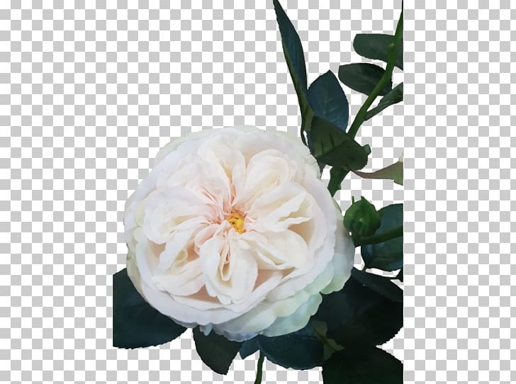 Cut Flowers Garden Roses Centifolia Roses Floral Design PNG, Clipart, Artificial Flower, Centifolia Roses, Cut Flowers, Floral Design, Floribunda Free PNG Download