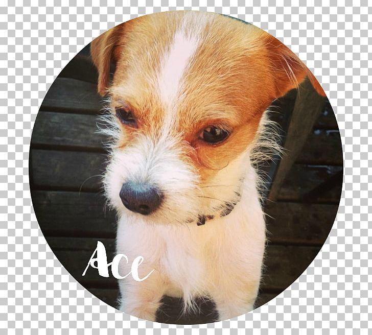Jack Russell Terrier Norfolk Terrier Puppy Shih Tzu Dog Breed PNG, Clipart, Animals, Bichon Frise, Breed, Carnivoran, Chihuahua Free PNG Download