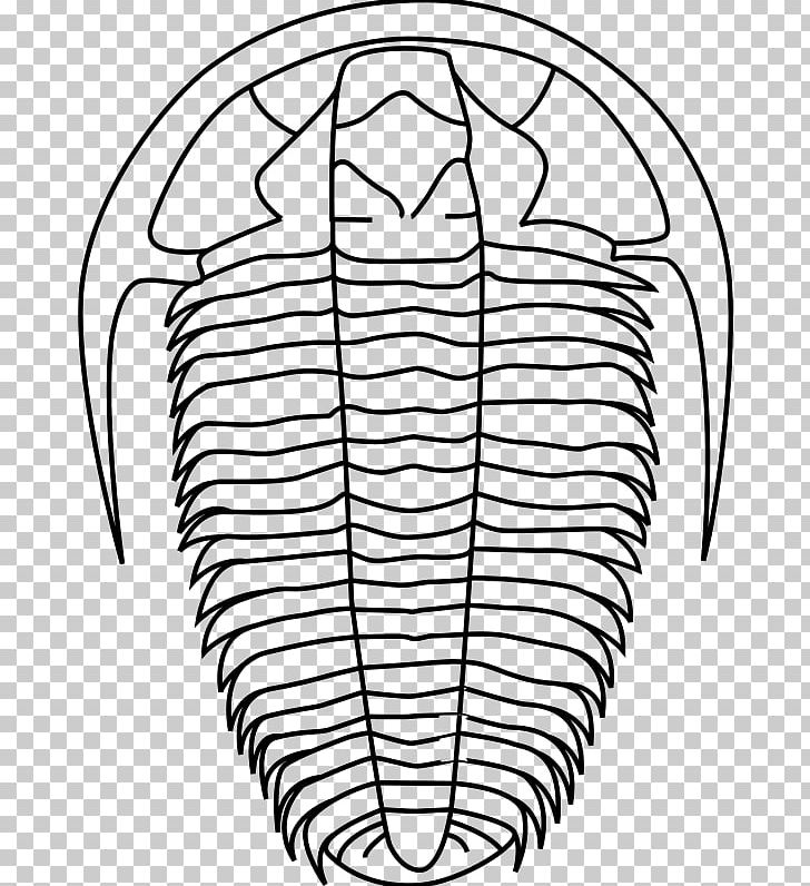 Trilobite Paleontology Calymene PNG, Clipart, Ammonites, Angle, Area, Asaphus, Asaphus Kowalewskii Free PNG Download