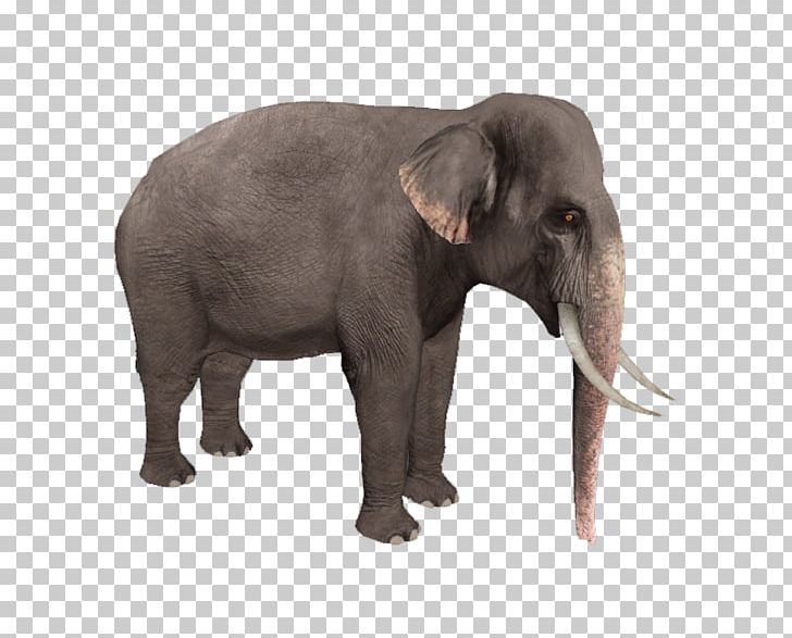 Zoo Tycoon 2: Marine Mania Wildlife Park Elephant PNG, Clipart, African Bush Elephant, African Forest Elephant, Animals, Asia, Dwarf Elephant Free PNG Download