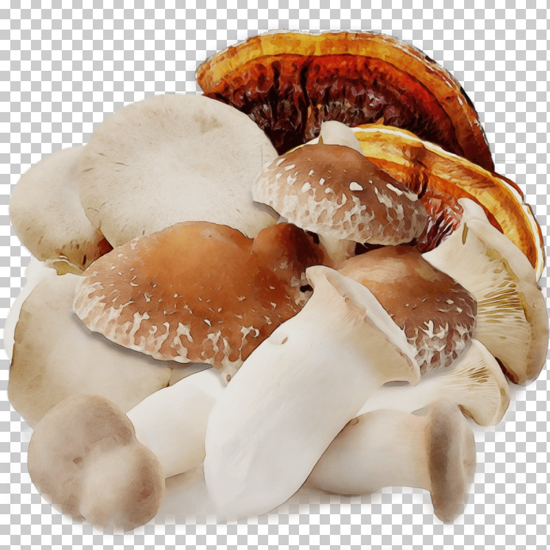 Pleurotus Eryngii Shiitake Shiitake/m Scallops Pleurotus PNG, Clipart, Paint, Pleurotus, Pleurotus Eryngii, Scallops, Shiitake Free PNG Download