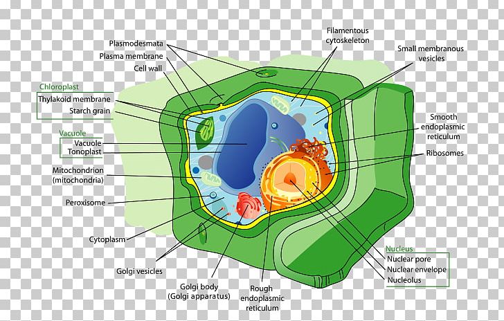Cell Organelle Structure Plant Biology PNG, Clipart, Area, Biological Membrane, Biology, Cell, Cell Biology Free PNG Download