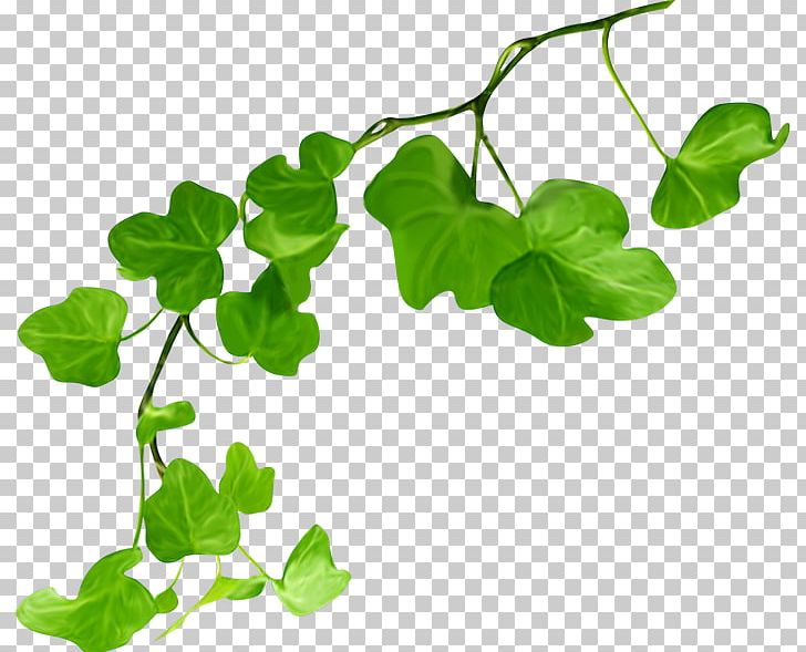 Leaf Green Plant Stem PNG, Clipart, Blumen, Branch, Cartoon, Download, Fleur Free PNG Download