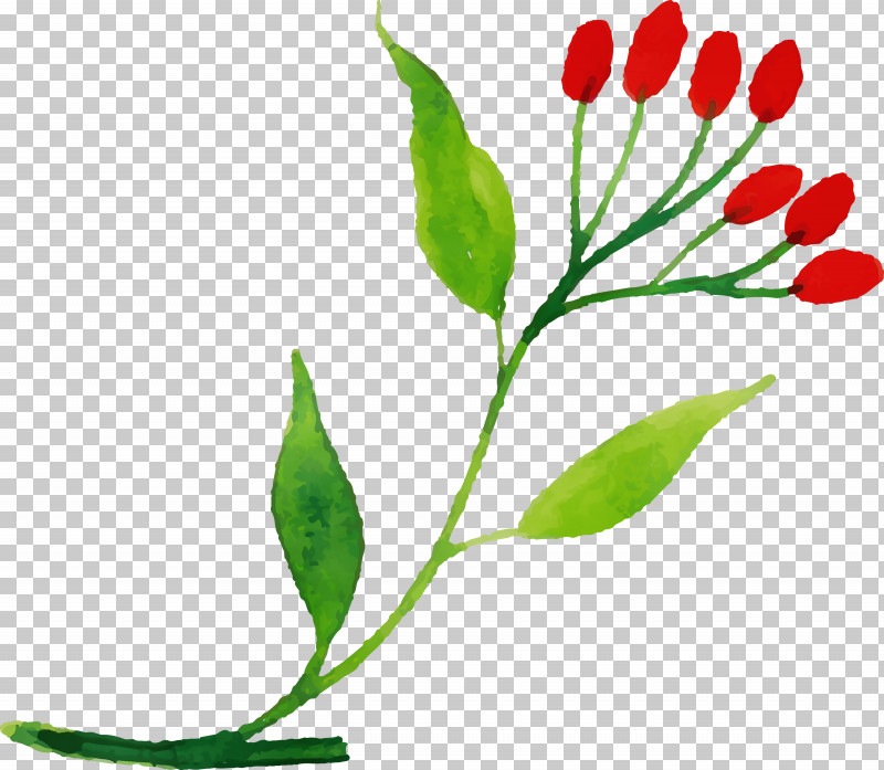 Plant Stem Leaf Cut Flowers Bud Flower PNG, Clipart, Biology, Bud, Cut Flowers, Flower, Leaf Free PNG Download
