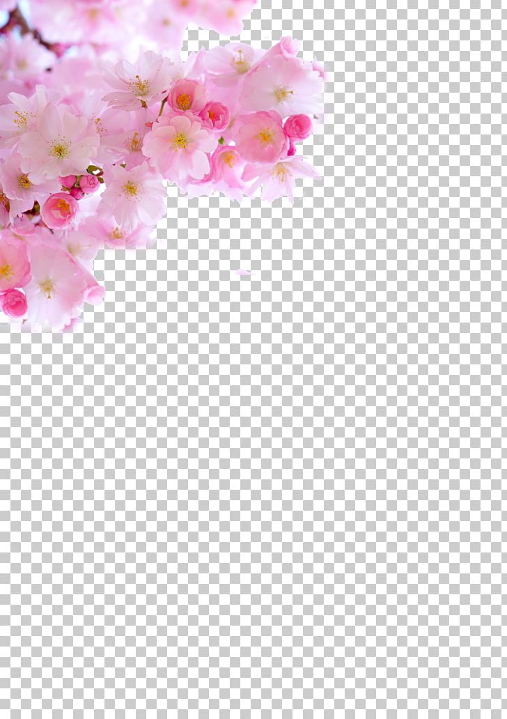 Cherry Blossom PNG, Clipart, Adobe Illustrator, Blossom, Blossoms, Cherry, Cherry Blossoms Free PNG Download