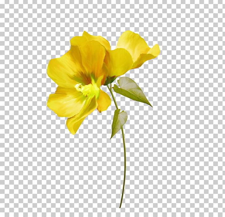 Cut Flowers Yellow White Green PNG, Clipart, Amaryllidaceae, Amaryllis, Amaryllis Family, Color, Composition Free PNG Download