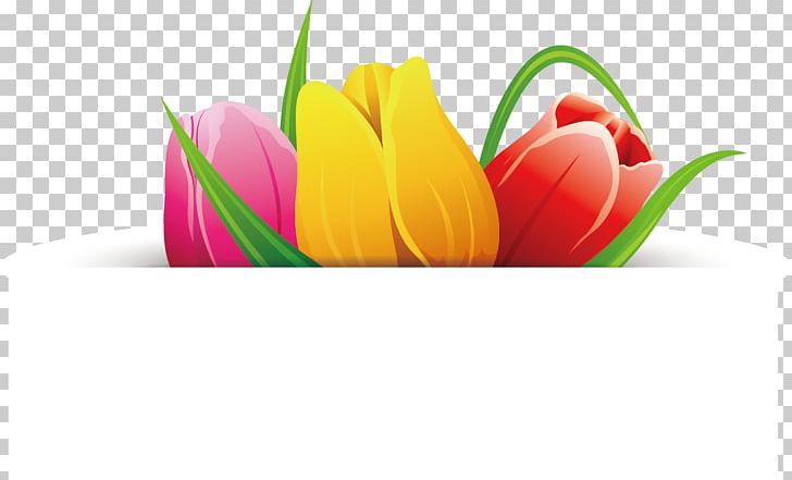 Flower Tulip PNG, Clipart, Banner, Computer Wallpaper, Encapsulated Postscript, Floral Design, Flower Free PNG Download