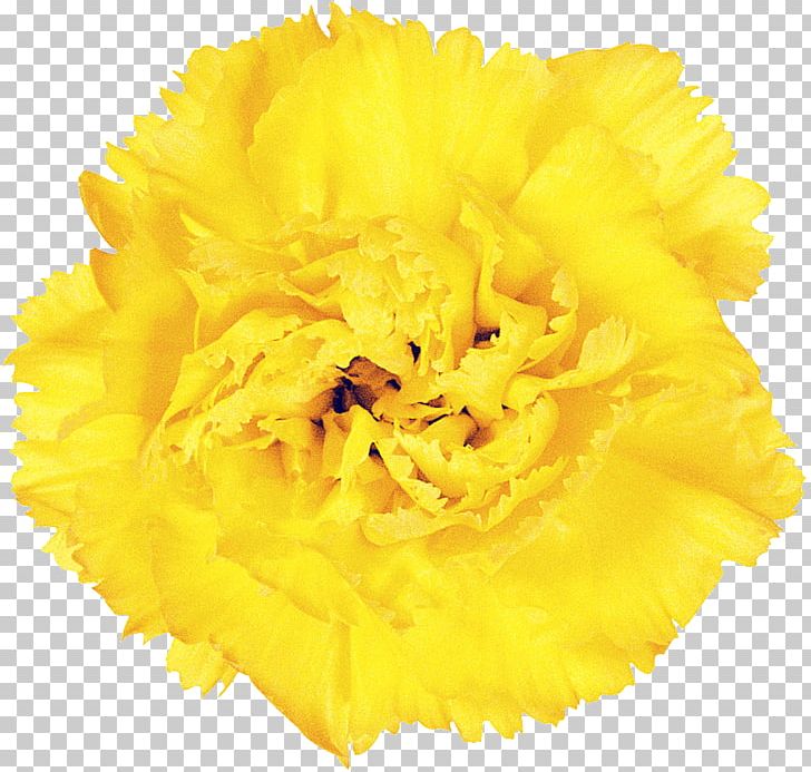 Yellow Flower Resource PNG, Clipart, Carnation, Common Sunflower, Cut Flowers, Designer, Flower Free PNG Download