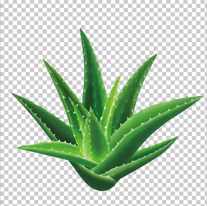 Aloe Vera Seed Leaf Gel Extract PNG, Clipart, Aloe, Aloe Emodin, Aloe Perspective, Aloe Plant, Aloe Vera Crush Free PNG Download