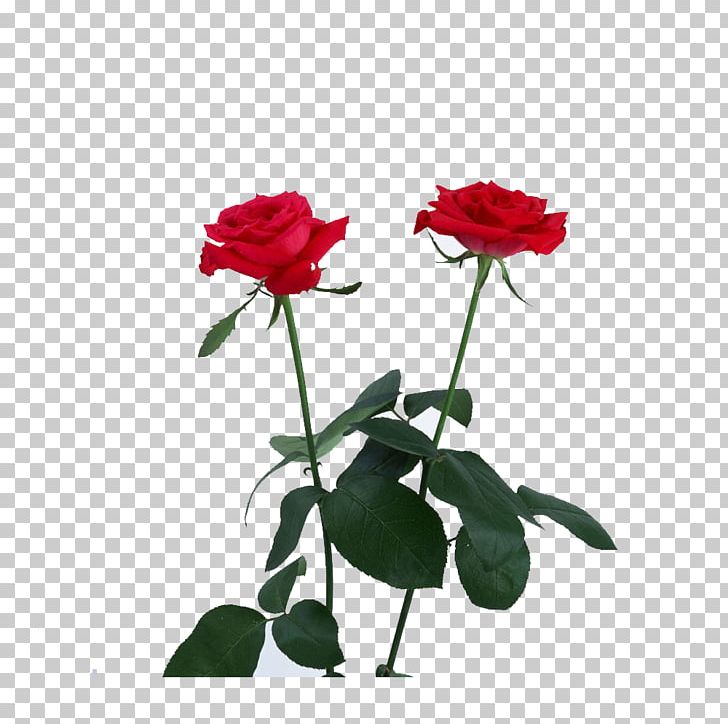Amazon.com Rose PNG, Clipart, Amazoncom, Annual Plant, China Rose, Cluster, Cut Flowers Free PNG Download